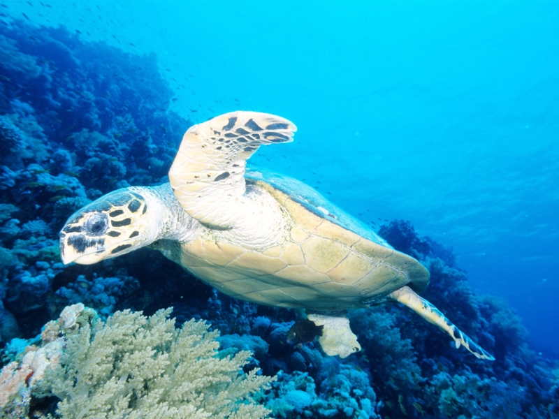 Red Sea Turtles Red Sea Turtles
